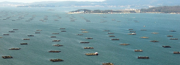 Cuatro de cada cinco bateas están cerradas por la presencia de toxinas