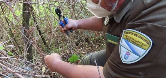 Agentes medioambientales desactivan uno de los lazos de caza ilegales