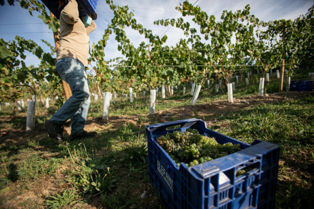 Archivo - Un trabajador de la Bodega Txabarri transporta uvas durante la vendimia para producir txakoli de Bizkaia