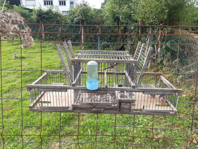 Agentes medioambientales liberan a pájaros localizados en jaulas trampa en  Viveiro (Lugo)