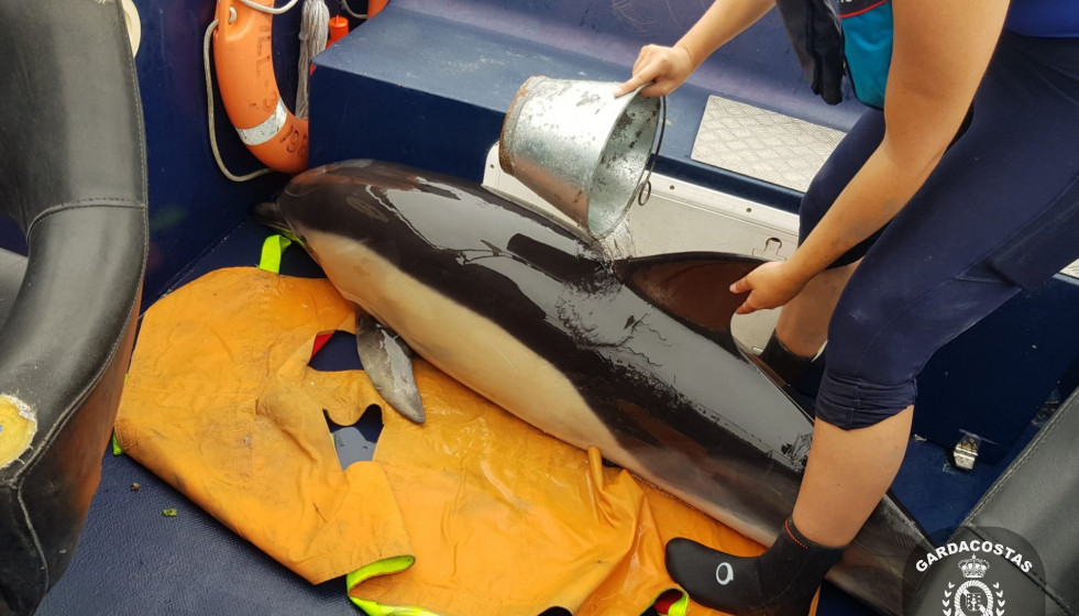 Rescate de delfines en Boiro en una foto de Gardacostas de Galicia