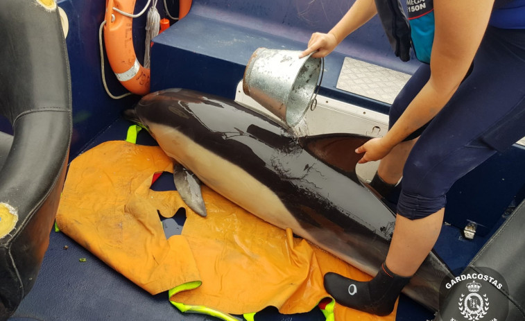 Rescatados cuatro delfines en Taragoña, Boiro, Ría de Arousa; que pudieron estar ocultándose de orcas (vídeo)