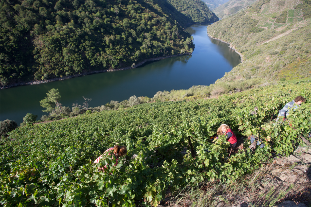 Archivo - Varios vendimiadores recogen racimos de uvas en el viñedo de la Bodega Algueira de la D.O. Ribeira Sacra de Lugo durante la temporada 2020, en Doade, Lugo, Galicia (España) a 31 de agosto de 2020. La vendimia comienza en Galicia con una previsió