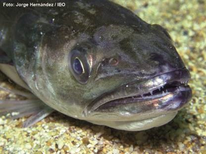 Archivo - El IEO recibe el premio JACUMAR de Investigación en Acuicultura por sus avances en el cultivo de merluza