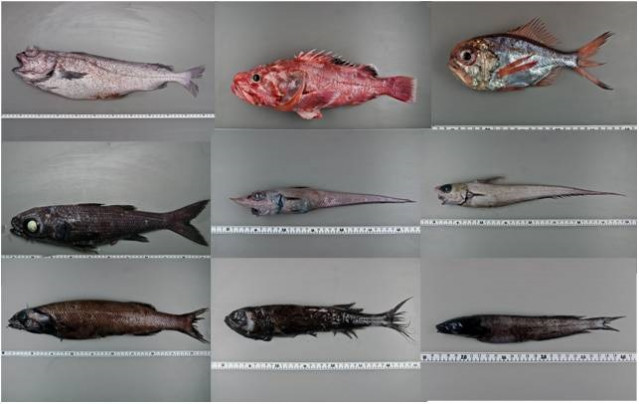 Comunidades de peces del talud gallego y del banco de Galicia