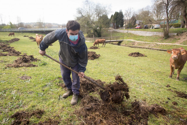 Archivo - Roberto extiende estiércol en la finca donde pastan sus vacas del barrio de A Tolda, en Lugo, Galicia (España), a 24 de marzo de 2021. El sector primario ha sido fundamental durante la pandemia. Agricultores y ganaderos han dado lo mejor de sí m