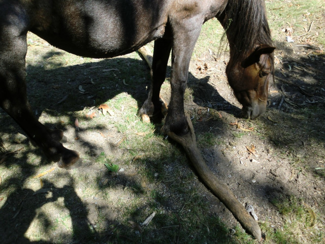 La Asociación Animalista 'Libera' reúne más de 168.000 firmas para promulgar una ley contra el maltrato en caballos