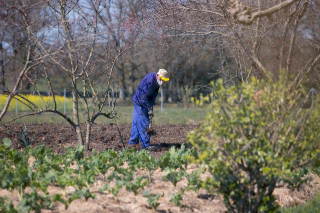 Archivo - Un hombre, Jesús Trastoy trabaja su huerto con mascarilla en Xermar, Cospeito, en Lugo, Galicia (España), a 22 de marzo de 2021. El sector primario ha sido fundamental durante la pandemia. Agricultores y ganaderos han dado lo mejor de sí mismos