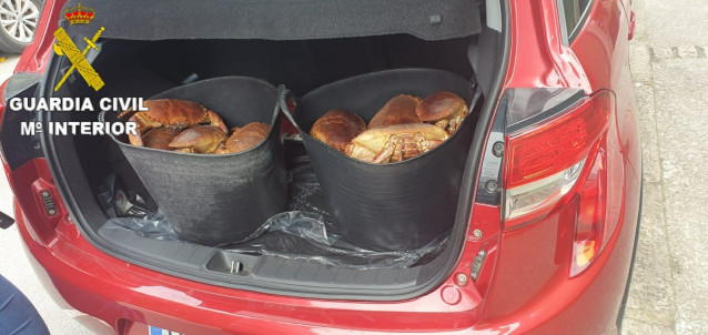 Marisco aprehendido en un opertivo de la Guardia Civil contra el furtivismo en Oleiros (A Coruña).