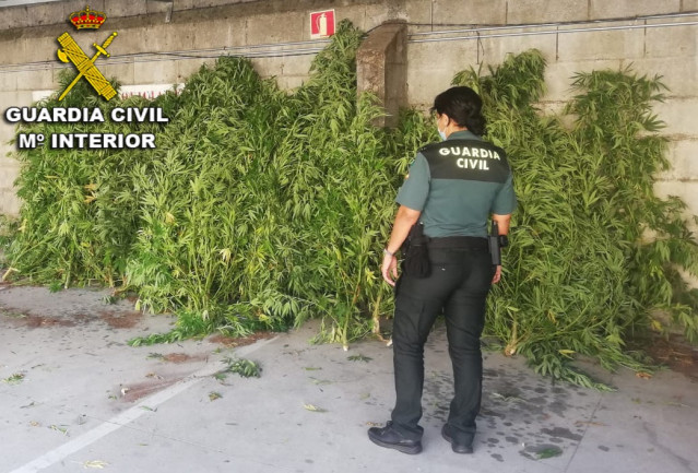 Marihuana incautada en varias intervenciones de la Guardia Civil en los municipios pontevedreses de Mondariz y Salvaterra do Miño.
