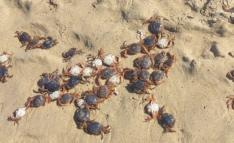 Centenares de cangrejos patudos muertos en una playa de Valdoviño