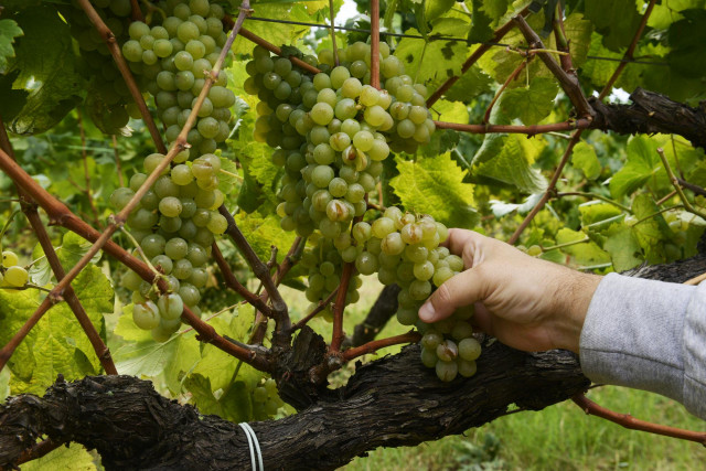 Las uvas de un viñedo de variedad ‘treixadura’, dañadas por el granizo, en la bodega Coto de Gomariz