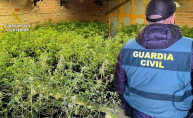 Detienen al propietario de un finca en O Saviñao que cultivaba 259 plantas de marihuana