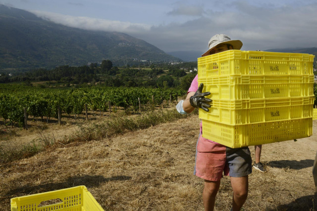 VENDIMIAS OURENSE. BODEGA VALDESIL (DO VALDEORRAS). Vendimia de una viña de la variedad godello, en la bodega Valdesil, la primera que se vendimia en Galicia en la campaña de 2021. FOTO ROSA VEIGA
