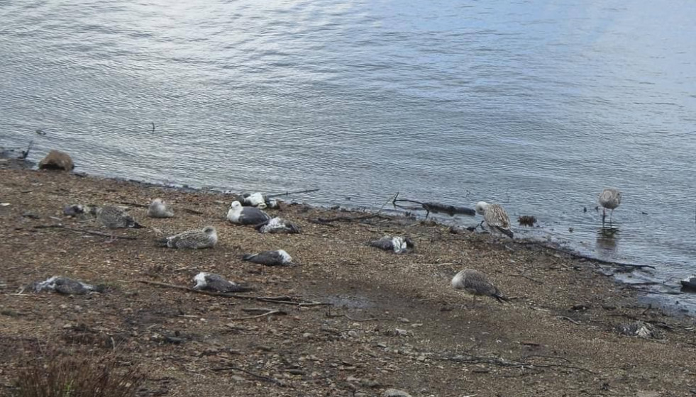 Aves muertas en el embalse de Vilagudín, Ordes (A Coruña)
