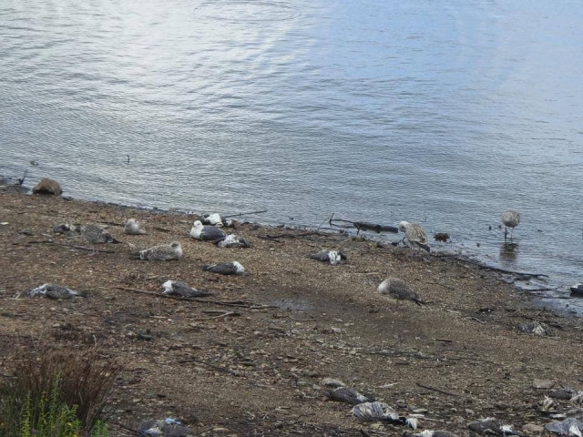 Aves muertas en el embalse de Vilagudín, Ordes (A Coruña)