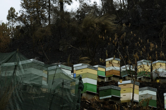 Varias colmenas de la parroquia de Rairós, perteneciente al municipio de Ribas de Sil, a 9 de septiembre de 2021, en Ribas de Sil, Lugo, Galicia (España). El incendio declarado en la parroquia de Ribas de Sil del municipio homónimo fue dado por controlado