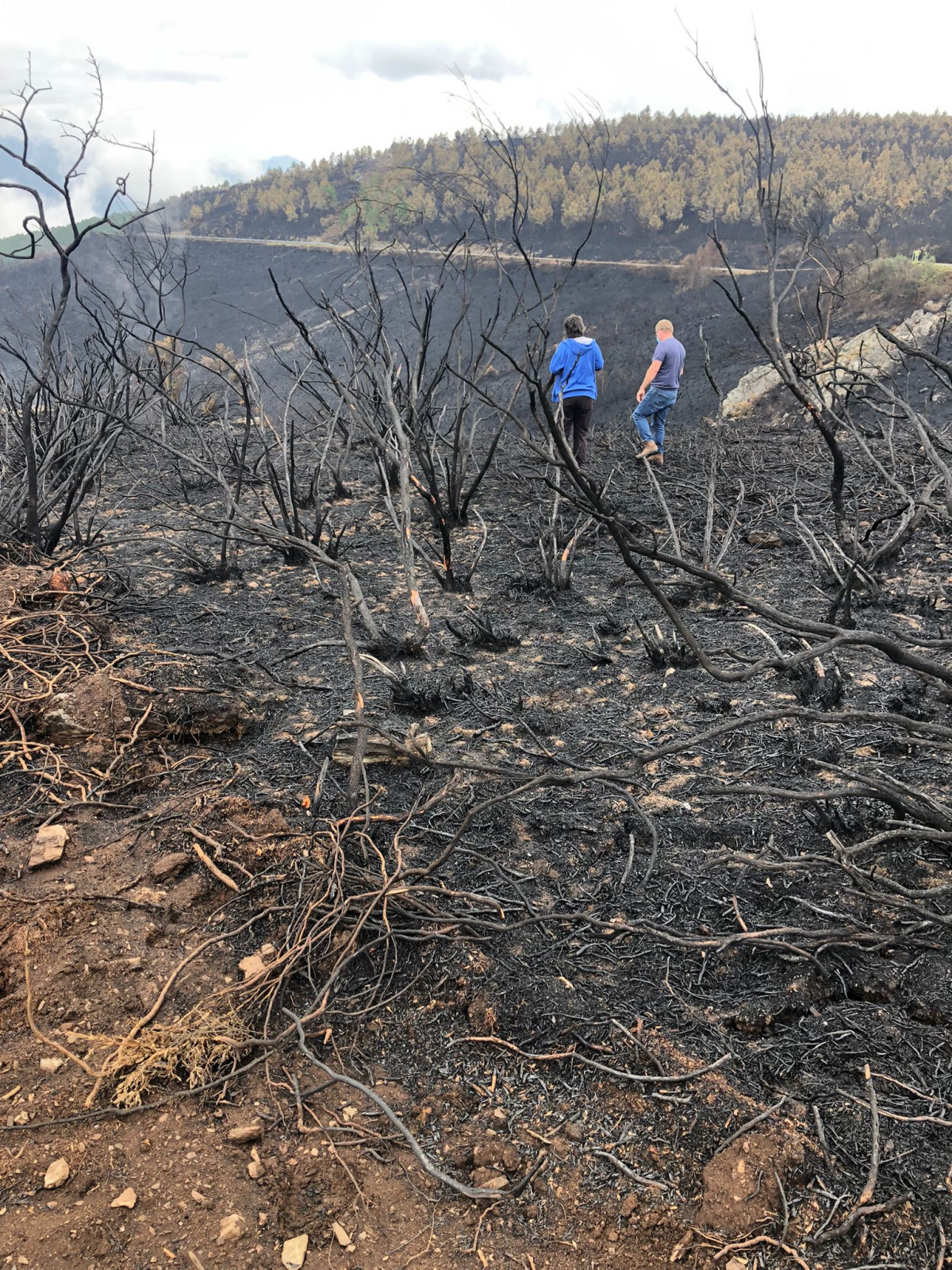 Monte quemado en Ribas de Sil