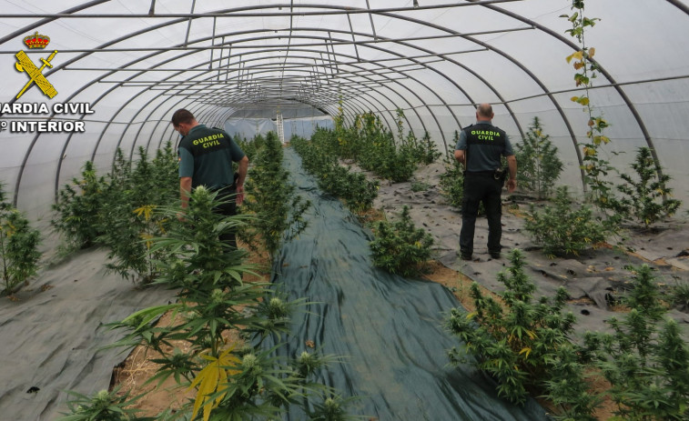 Un invernadero en Silleda escondía 161 plantas de marihuana, incautadas ya por la Guardia Civil