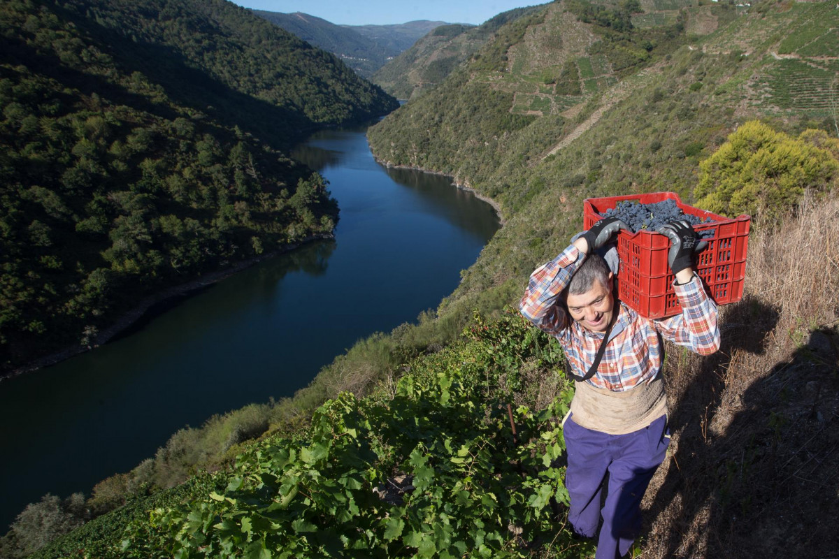 Archivo - Un vendimiador transporta en una caja parte de la cosecha recogida en el viñedo de la Bodega Algueira de la D.O. Ribeira Sacra de Lugo durante la temporada 2020, en Doade, Lugo, Galicia (Es