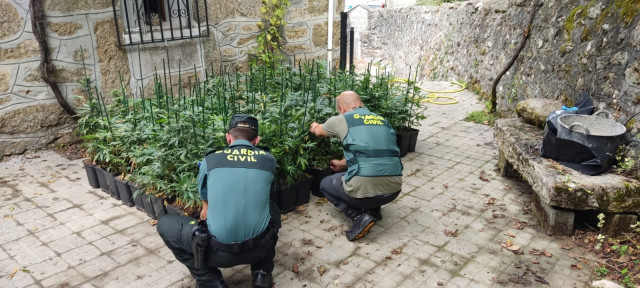 Plantación de marihuana intervenida en Os Blancos (Ourense).