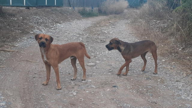 Dos perros sueltos