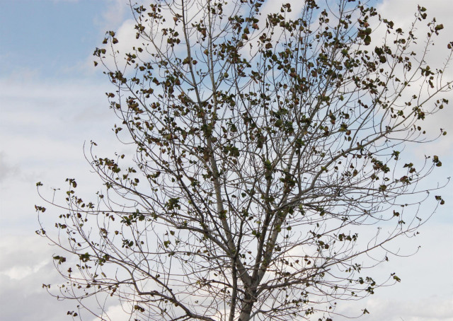 Archivo - Un árbol en otoño.