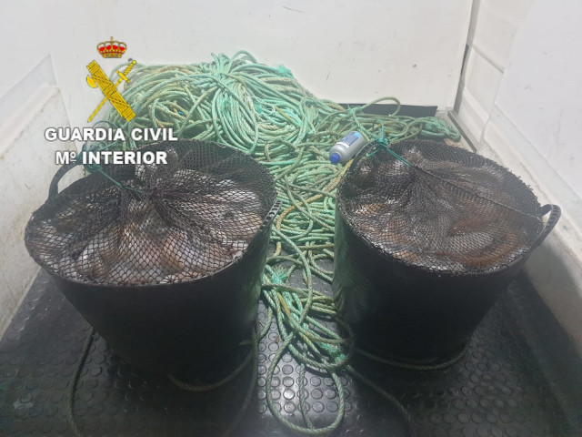 Pulpo intervenido en Camariñas tras ser descargado en un vehículo sin pasar por la lonja.