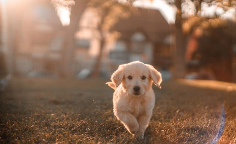 Cómo mejorar la vida de tu mascota