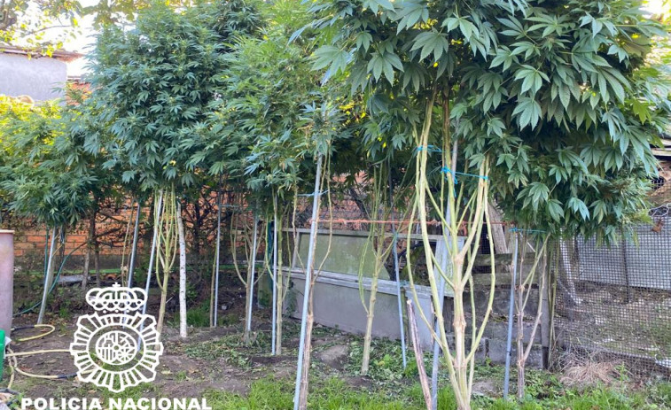 Dos detenidos en Xunqueira de Espadanedo por tener plantas de marihuana de más de tres metros y 100 kilos