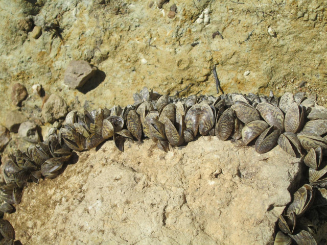 Archivo - Ejemplares de mejillón