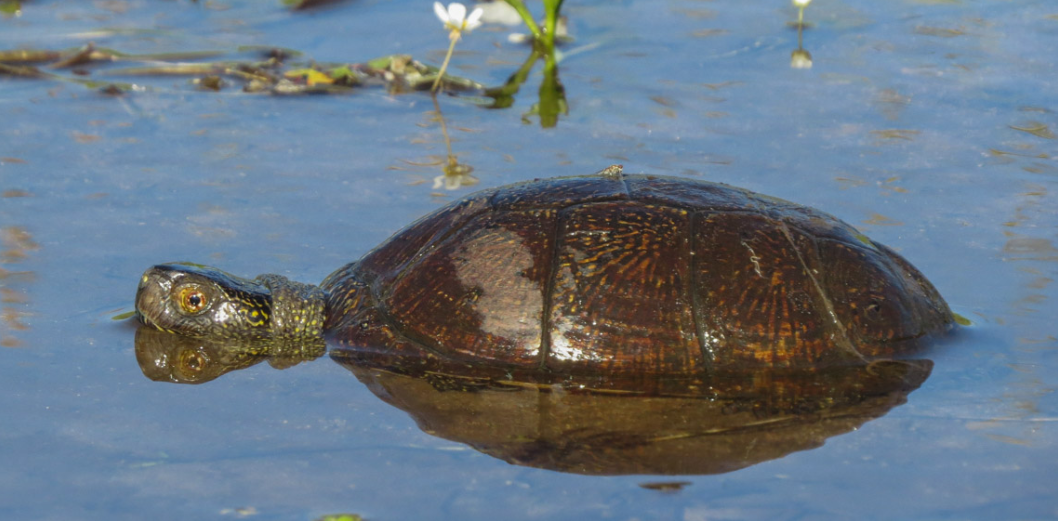 Sapoconcho Comu00fan en una foto de Miguel Rodru00edguez Esteban publicada bajo licencia CC BY NC SA 2 0