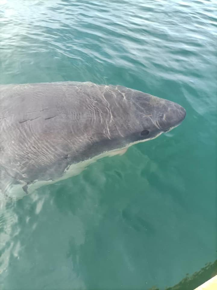Tiburón en las cercanías del puerto exterior de A Coruu00f1a en una imagen del Facebook de la Autoridad Portuaria