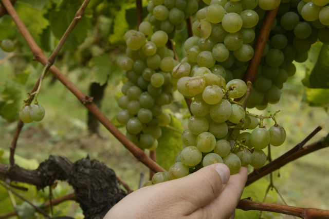 Las uvas de un viñedo de variedad ‘treixadura’, dañadas por el granizo, en la bodega Coto de Gomariz, a 1 de septiembre de 2021, en la comarca del Ribeiro, Ourense, Galicia (España). Algunos viñedos han perdido el 80% de su producción como consecuencia de