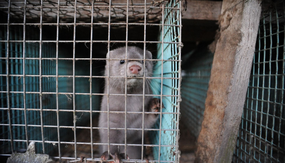 Archivo - Visón americano en una jaula