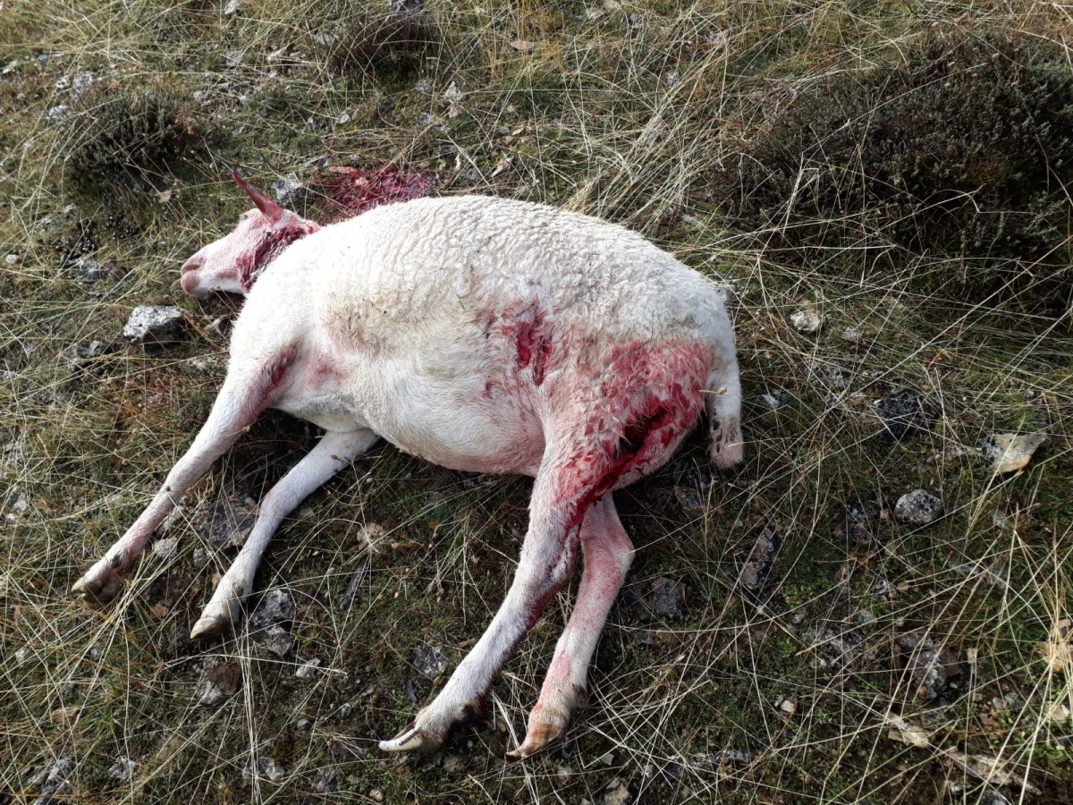 Archivo - Ganado atacado por lobos