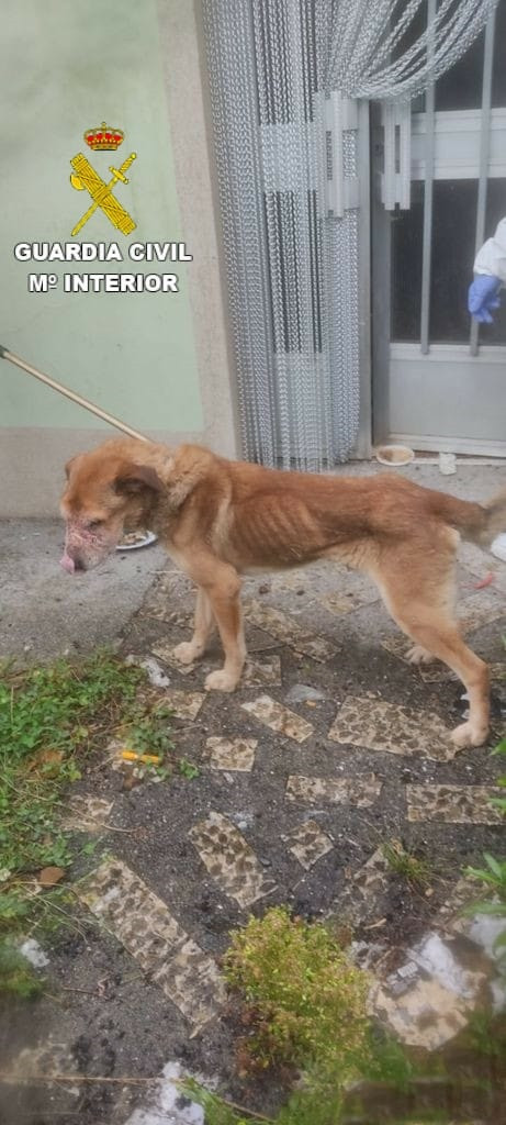 Perro hallado por el Paprona a un vecino de Negreira en condiciones 