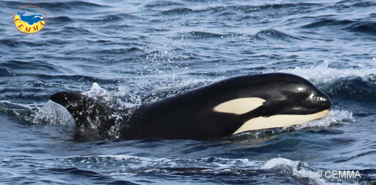 Orca en una foto enviada por el CEMMA a los medios de comunicaciu00f3n