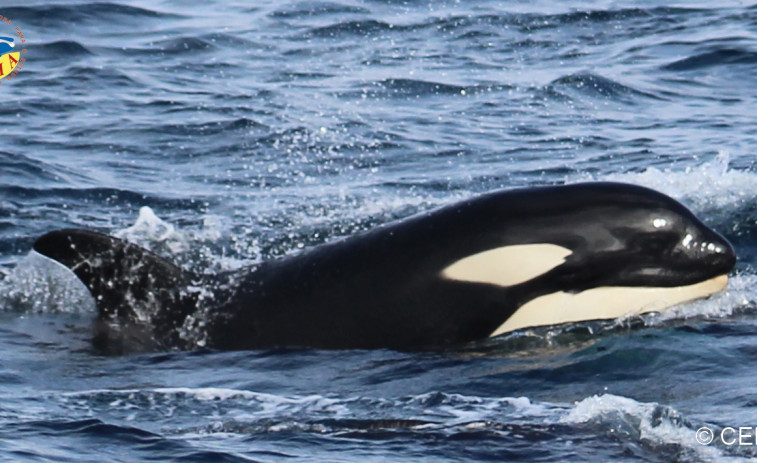 Las orcas golpean a otro velero obligando a que Salvamento lo remolque hasta Muxía