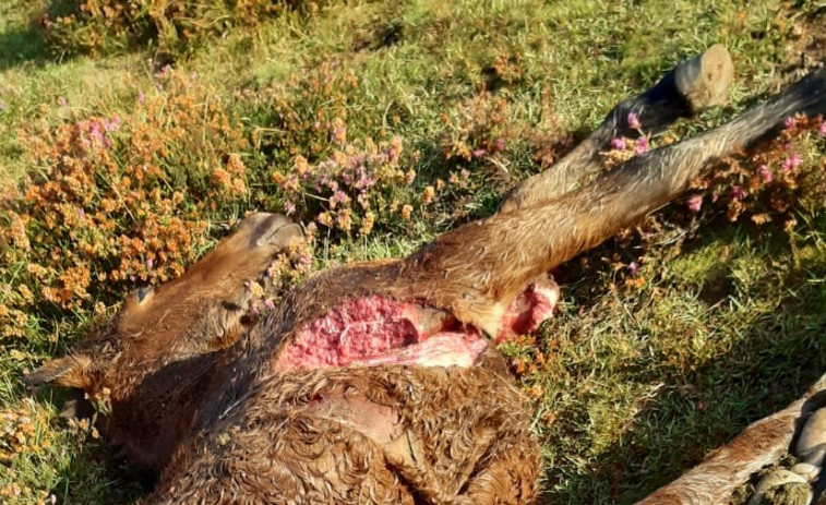 Pocas, mal y tarde: así son las ayudas a ganaderos de la Xunta, cuyas batidas han cazado solo un lobo desde 2013