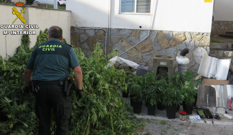 Detectan más de 30 plantas de marihuana en Vilanova de Arousa en un invernadero que robaba la electricidad
