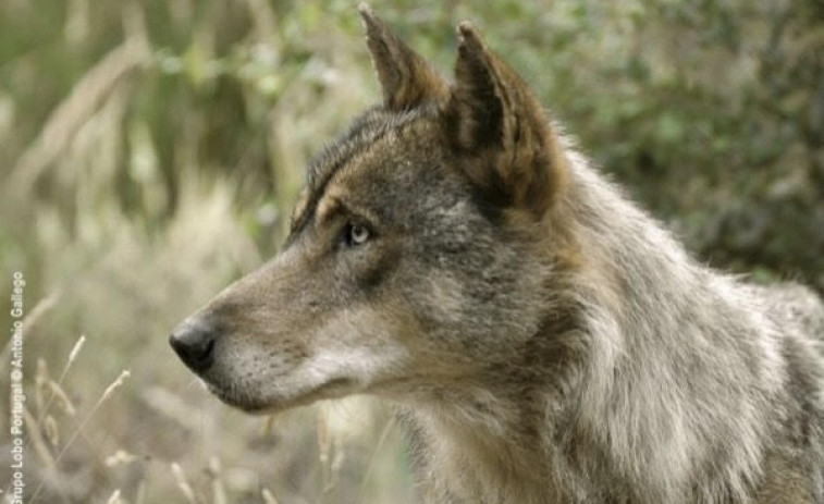 Galicia llega hasta Bruselas en su lucha para que el lobo no sea una especie protegida en toda España