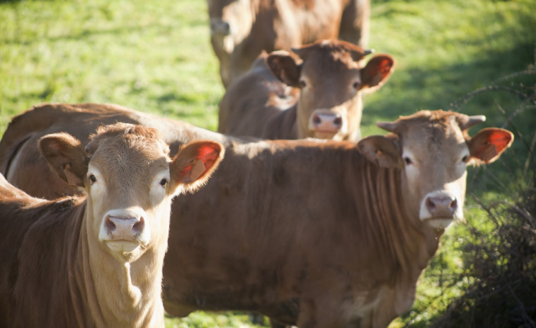 Mueren nueve vacas en Rois al comer burundaga mezclada con la hierba que le había dado su propietario