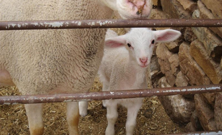 El primer estudio epidemiológico gallego en ganado ovino y caprino urge medidas de control frente a infecciones