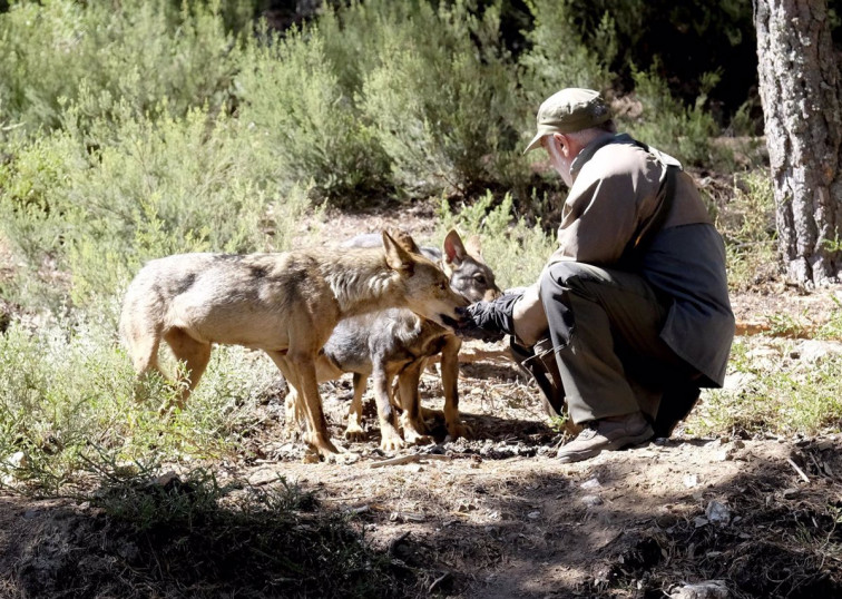 ​¿Cuántos lobos hay en Galicia? La Xunta estima 90 manadas de hasta 8 ejemplares; con suerte, la mitad, dicen conservacionistas