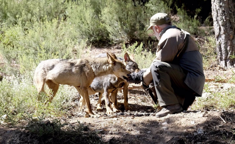 ​¿Cuántos lobos hay en Galicia? La Xunta estima 90 manadas de hasta 8 ejemplares; con suerte, la mitad, dicen conservacionistas