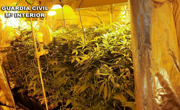 La Guardia Civil decomisa casi 200 plantas de marihuana en A Cañiza e investiga al propietario de la casa