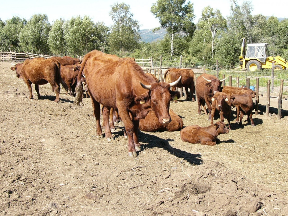 Archivo - Vacas rubias en un cercado al aire libre en una granja de Ourense.