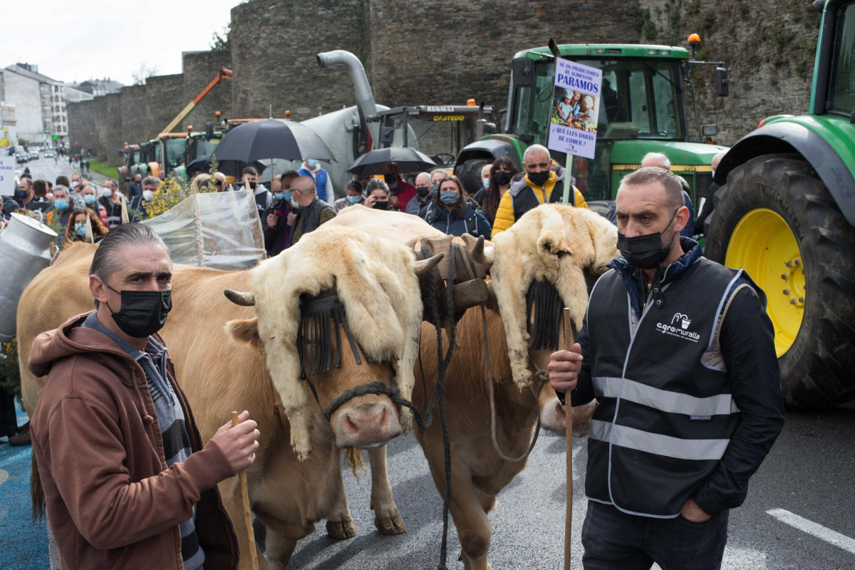 Dos ganaderos con sus vacas, durante una tractorada convocada por Agromuralla en Lugo para exigir mejor precio de la leche, a 4 de noviembre de 2021, en Lugo, Galicia (España). La tractorada en la qu