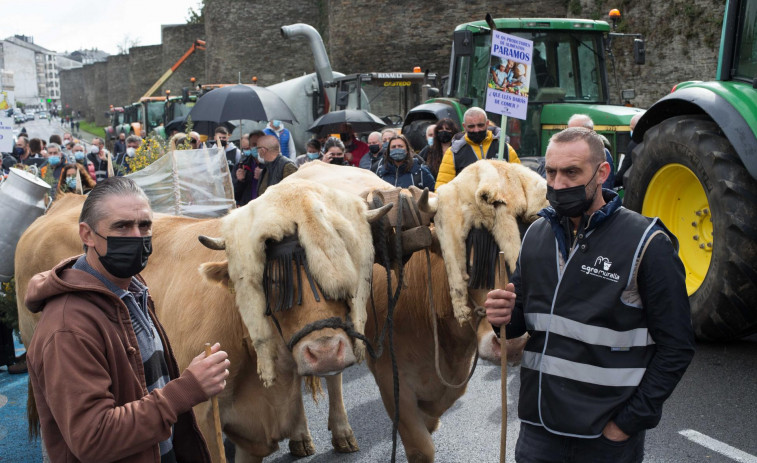 Vacas y tractores para bloquear el tráfico en Lugo este martes en la manifestación de ganaderos